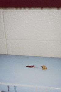 Close-up of red crab on leaf