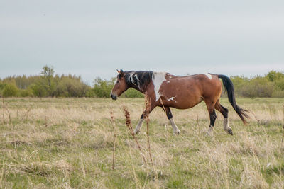 Horse standing in a field