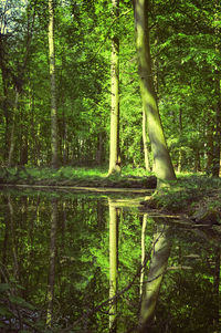 Reflection of trees in water