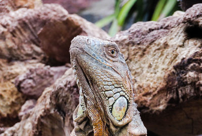 Bearded dragon