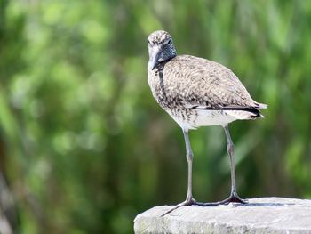 Close-up of bird perching on rock