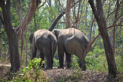 Elephant valley in chiang rai, thailand 