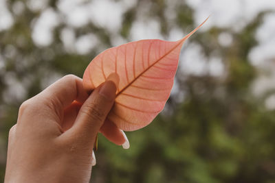 Close-up of hand holding leaf