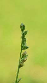 Close-up of flowering plant