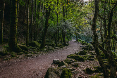 Road amidst trees in forest