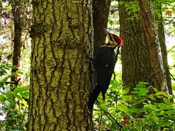 Close-up of bird perching on tree