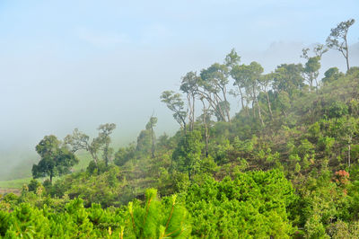 Low angle view of trees