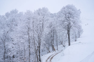 Bare trees on snow covered landscape