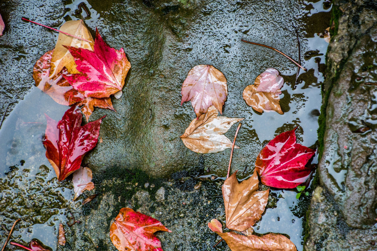 HIGH ANGLE VIEW OF LEAVES FLOATING ON LAKE