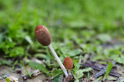 Close-up of mushroom growing on field