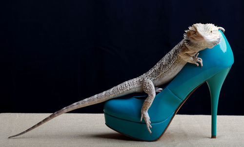 Studio shot of iguana in blue stiletto