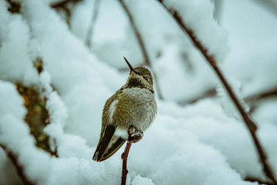 Close-up of bird perching on snow