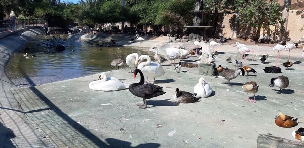 High angle view of pigeons on lake