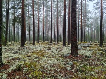 Pine trees in forest