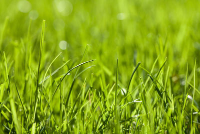 Close-up of grass growing on field