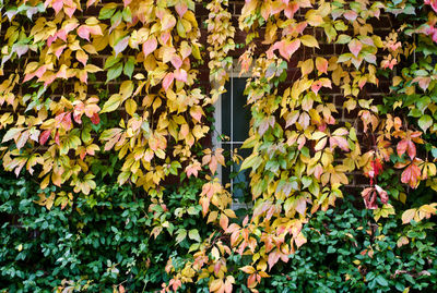 Full frame shot of autumnal leaves