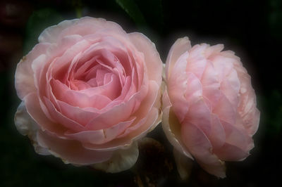 Close-up of pink roses