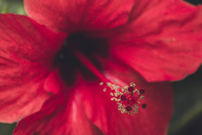 Close-up of red hibiscus flower