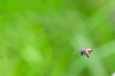 Close-up of insect flying