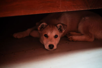 Portrait of dog relaxing on floor at home