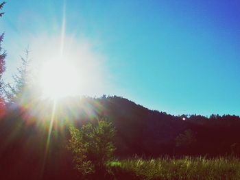 Sun shining through trees