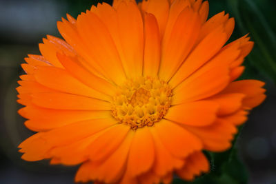 Close-up of orange flower