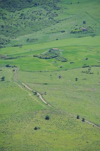 Scenic view of grassy field