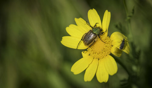 Close-up of insect on yellow flower