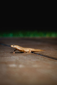 Close-up of insect on wooden table