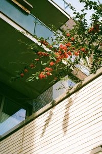 Low angle view of tree by building