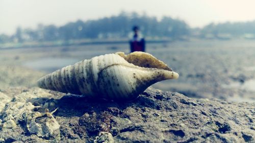 Shell on shore