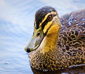 Close-up of duck swimming in lake