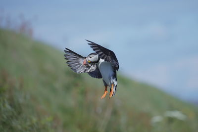 Bird flying over a blurred background