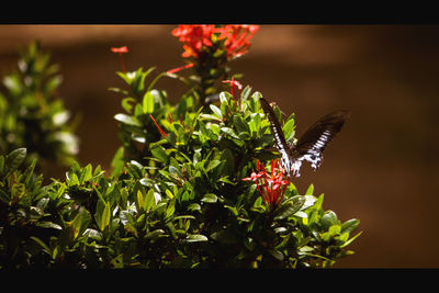 Close-up of red flowers blooming outdoors