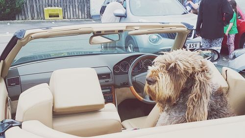 Rear view of woman with dog sitting in car