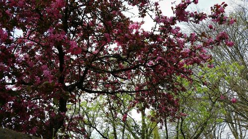 Low angle view of blooming tree