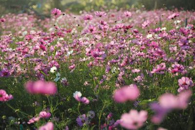 Close-up of pink flowers blooming on field