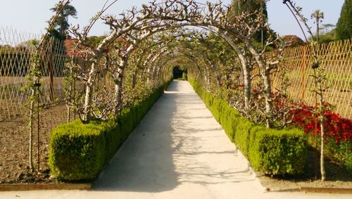 Narrow pathway along trees