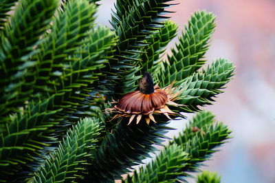 Close-up of green leaves on plant