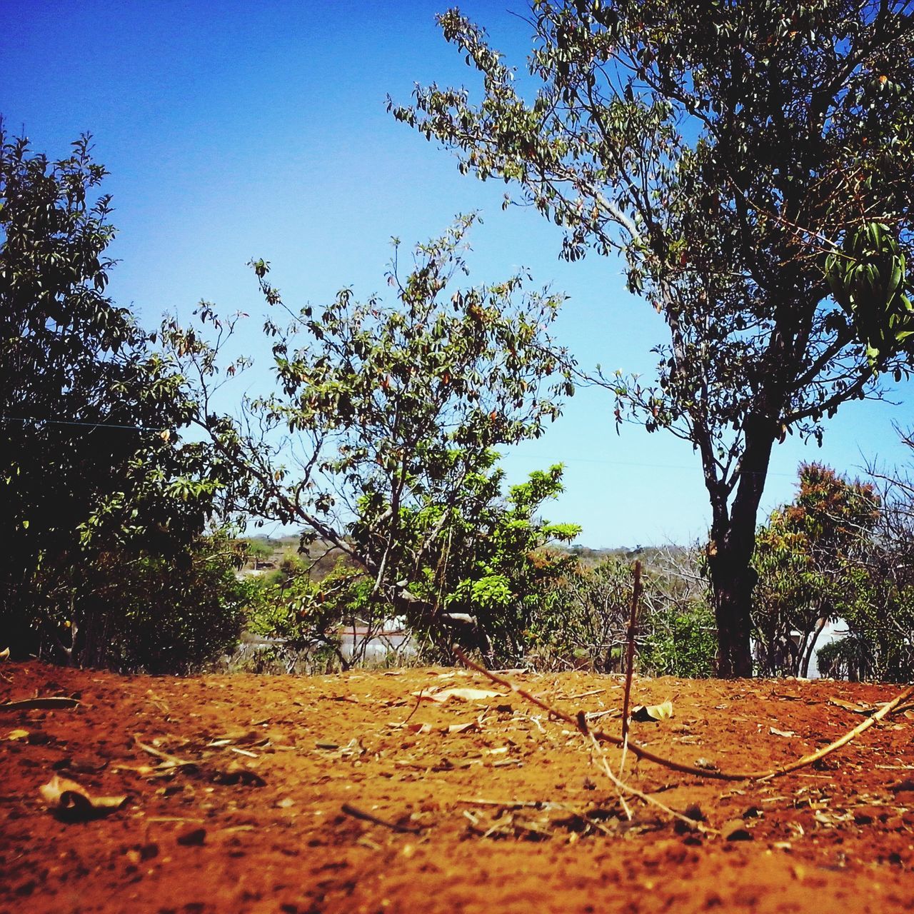 tree, clear sky, tranquility, autumn, growth, tranquil scene, nature, blue, sunlight, field, leaf, landscape, change, shadow, beauty in nature, sky, branch, day, scenics, outdoors