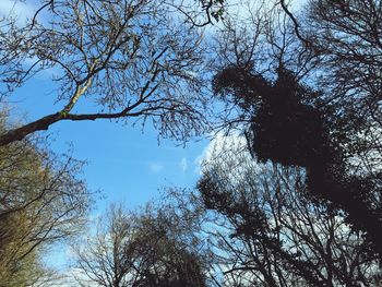 Low angle view of trees against sky