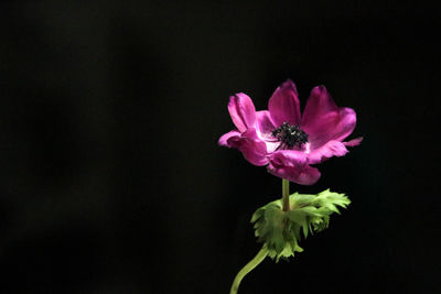 Close-up of pink flowers