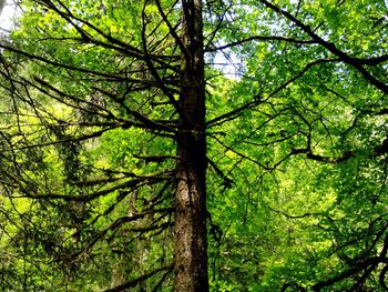 Low angle view of trees in forest