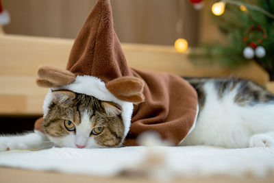 Close-up of cat lying on table