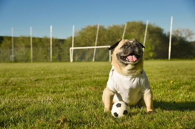 Dog  pug  as a mascot for soccer. dog wears a t shirt with copy space. 