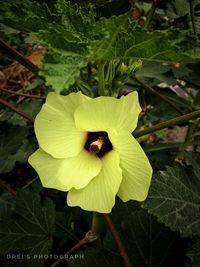 Close-up of yellow flower blooming outdoors