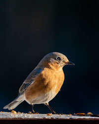 Close-up of bird perching