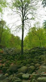 Trees in forest