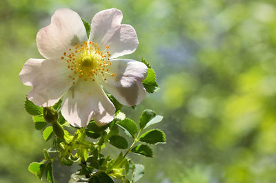 Close-up of white flowering plant