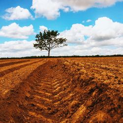 Scenic view of rural landscape